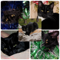 Черные котятки с белыми лапками и пузиками в дар
