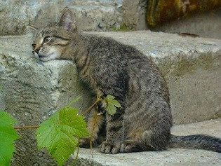 9 ДПП трёхдневочки.ХГЧ
