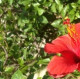 DariaT