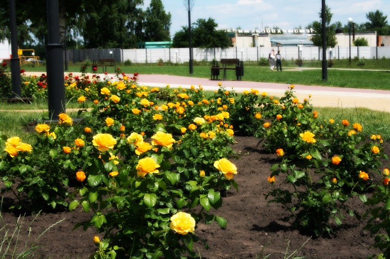 Парк роз