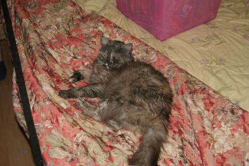 Мои чужие кошки