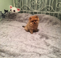 Шикарный плед, размер-ЕВРО 220х240