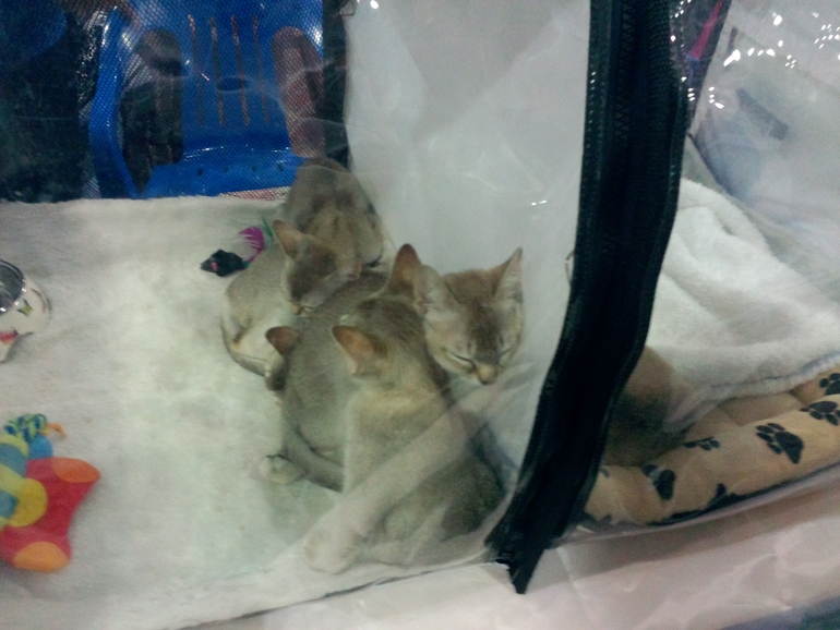 выставка кошек