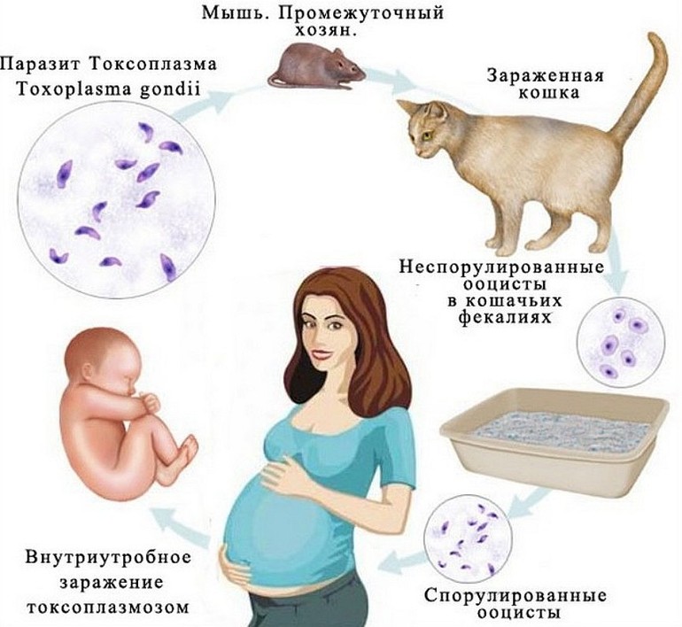 Презентация токсоплазмоз у детей