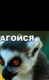 Максим