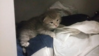 Котята. даром