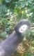 Lalamala