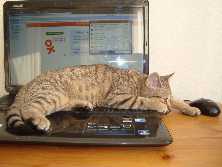 Мои чужие кошки