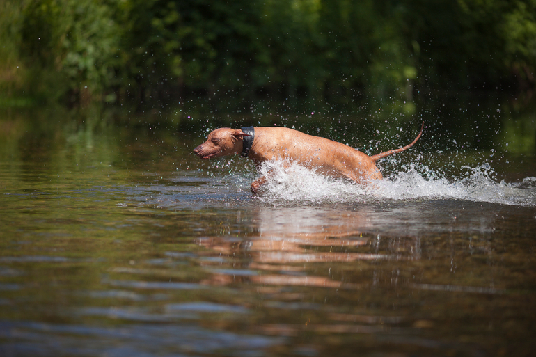 Вот так весело на речке!
