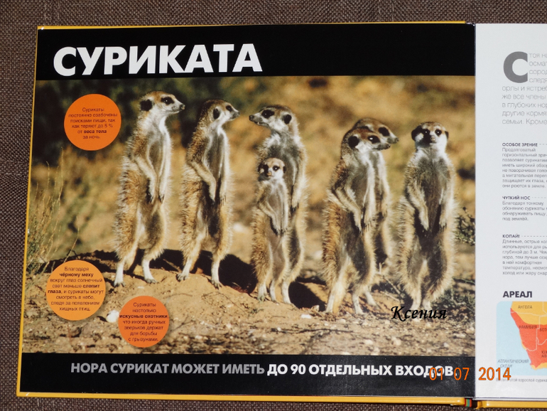 Дикие животные. Серия