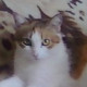 Annet