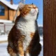 Екатерина Прекрасная