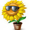 Sonnenblume