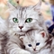 Cattie