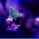 Luciole