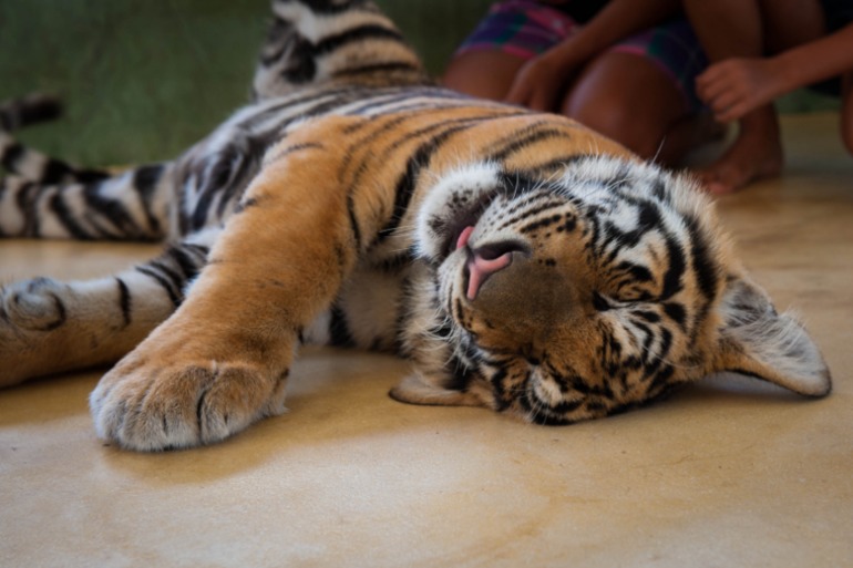 Парк Тигров на Пхукете «Tiger Kingdom»