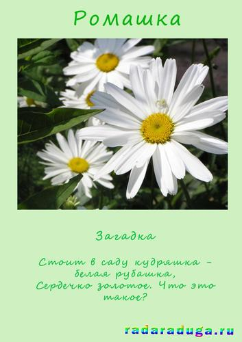 Летний альбом. Часть 1. Цветы. Творчество.