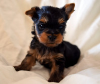 Щенки йоркширского терьера