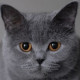 Карина