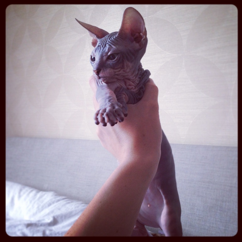 Мои котятки!!)