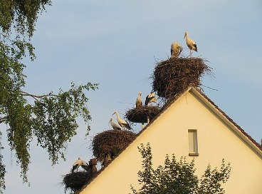 Разбираем аистов, они уже летят ))
