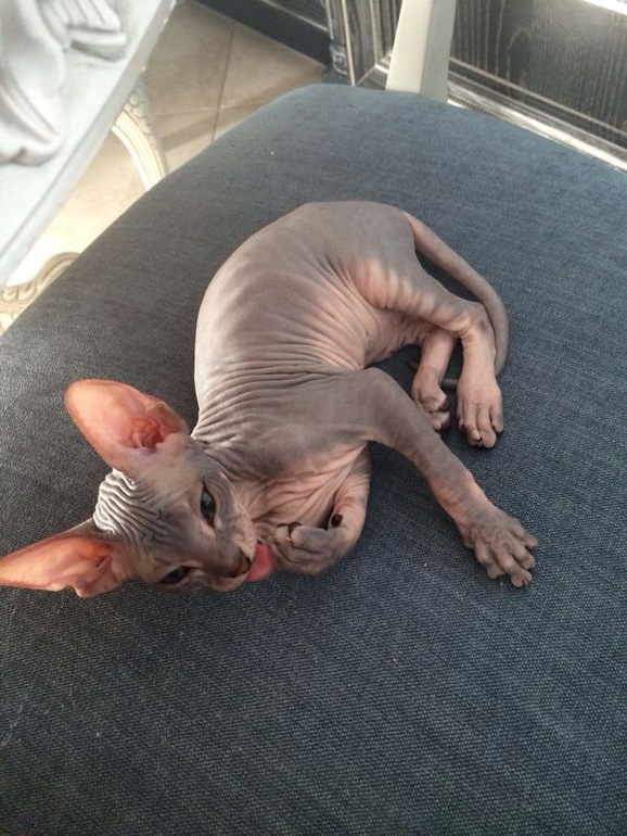Мои котятки!!)