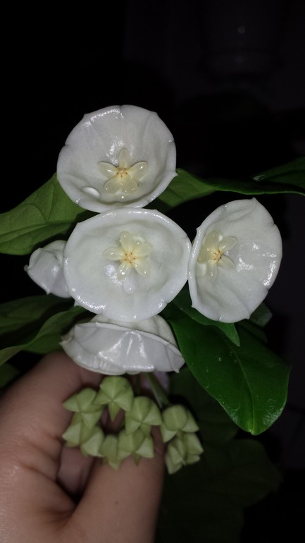 Hoya wallichii  и hoya flagellata.