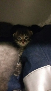 Котята. даром