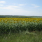 rubeganka