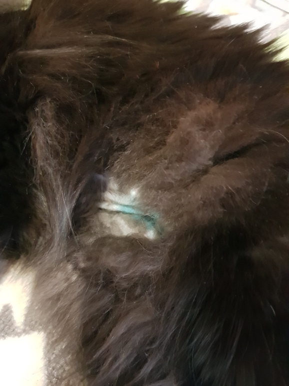 Как выглядит шов у кошки после стерилизации фото