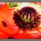 guarana