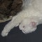 Котёнок