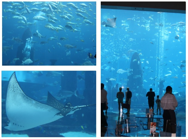 Дубай 2013. Отель Atlantis the palm *****