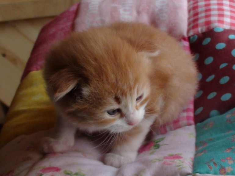 Анонс котят ;)