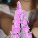 Юлия Альтергот