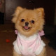 Нelene
