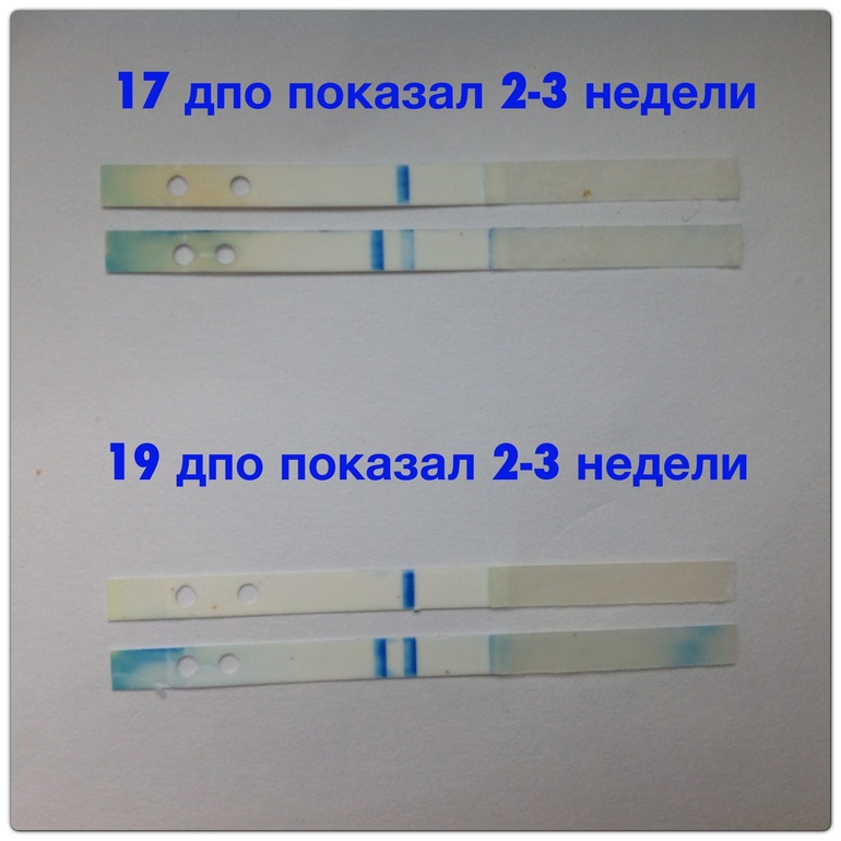 Разобранный клеаблю кому интересно как он выглядит внутри на 2-3 недели