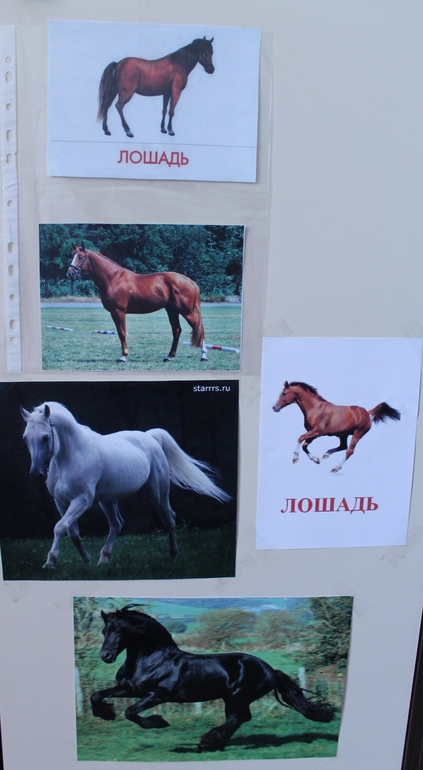 ТЗ ЛОШАДЬ