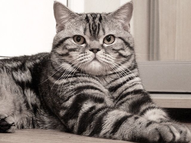 Мой кот думает, что я живу у него. Иногда в его взгляде я ловлю намек, что мне пора жить отдельно...