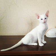 Настоящий котопес! Белоснежный!