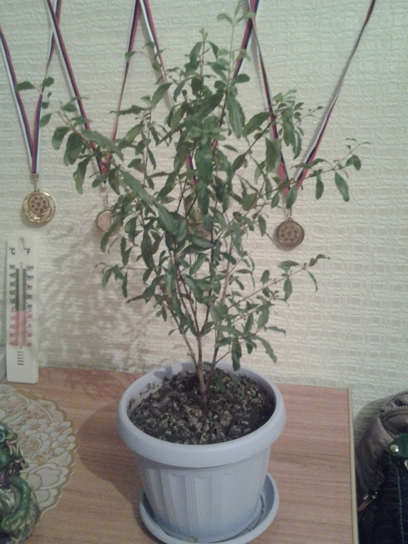 мой гранат