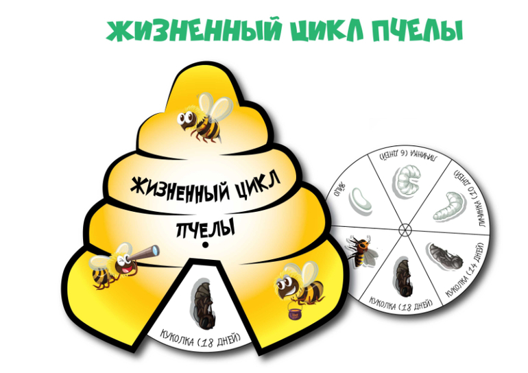 жизненный цикл пчелы для детей ЛЭП навекомые
