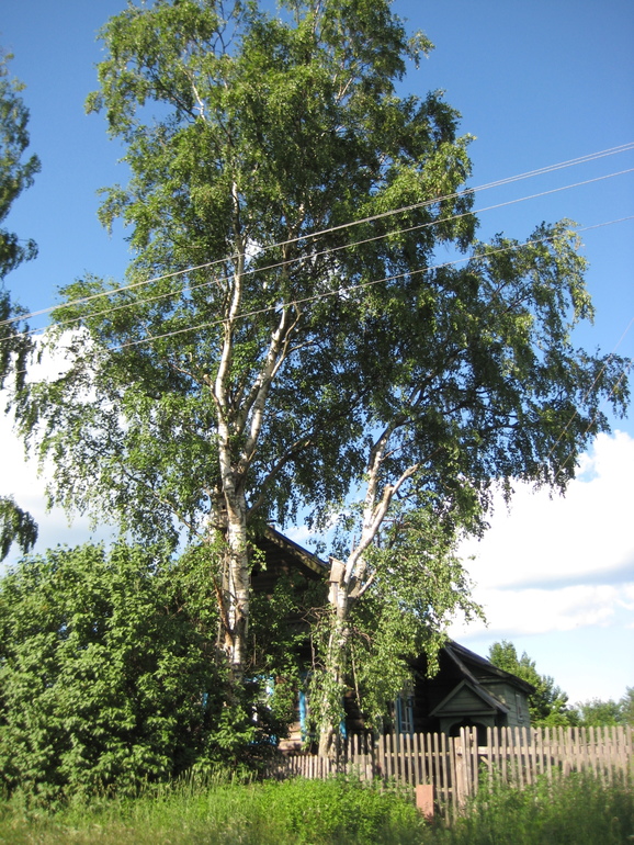Деревня городскими глазами.