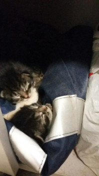Котята. даром