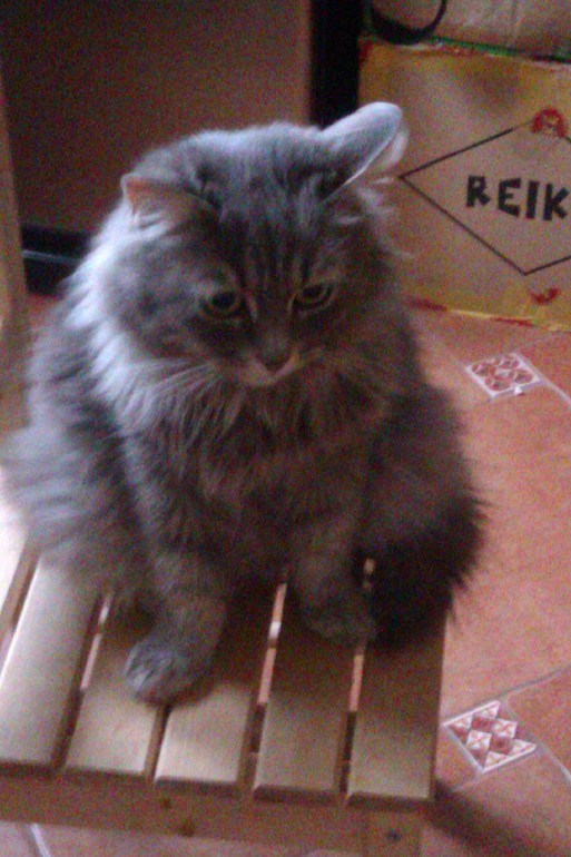 Мои чужие кошки