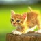 mashera_41@mail.ru