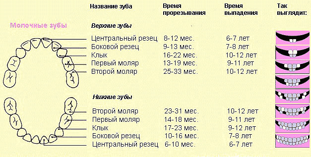 Зубы молочные