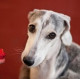 Aibo