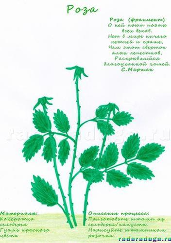 Летний альбом. Часть 1. Цветы. Творчество.