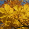 mamasha_curaj